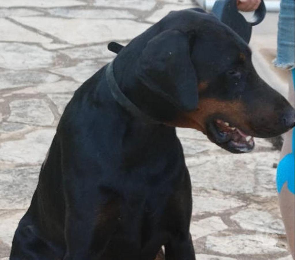 Don animaux Var Toulon - Photos Vivastreet DARK DOBERMANN 3 anss cherche sa famille dans le VAR
