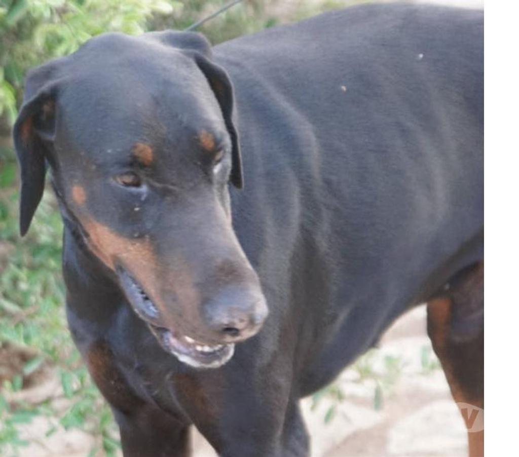Don animaux Var Toulon - Photos Vivastreet DARK DOBERMANN 3 anss cherche sa famille dans le VAR