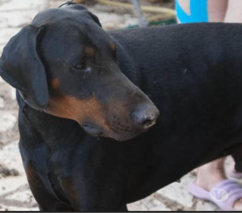 Don animaux Var Toulon - Photos Vivastreet DARK DOBERMANN 3 anss cherche sa famille dans le VAR