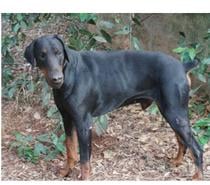 DARK DOBERMANN 3 anss cherche sa famille dans le VAR