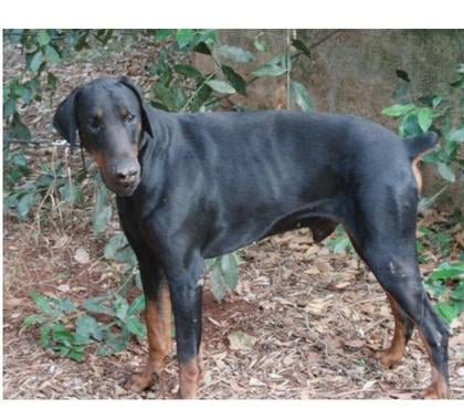 Adoption animaux Toulon Toulon - Photos Vivastreet DARK DOBERMANN 3 anss cherche sa famille dans le VAR