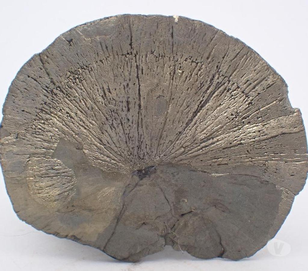 Collection Meurthe-et-Moselle Bertrichamps - 54120 - Photos Vivastreet Pyrite "Dollar" Sparta , Comté de Randolph , Illinois , USA