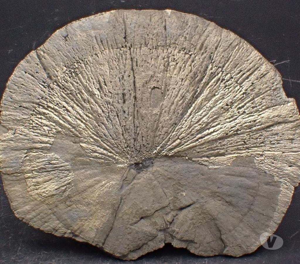 Collection Meurthe-et-Moselle Bertrichamps - 54120 - Photos Vivastreet Pyrite "Dollar" Sparta , Comté de Randolph , Illinois , USA