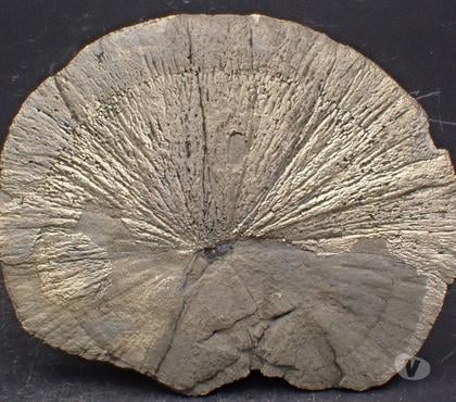 Collections Bertrichamps Meurthe-et-Moselle - Photos Vivastreet Pyrite 