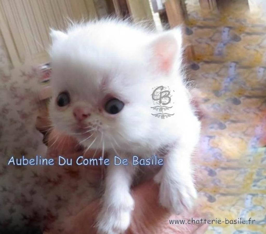 Vente Paris Paris 19ème ardt - 75019 - Photos Vivastreet Exotic shorthair