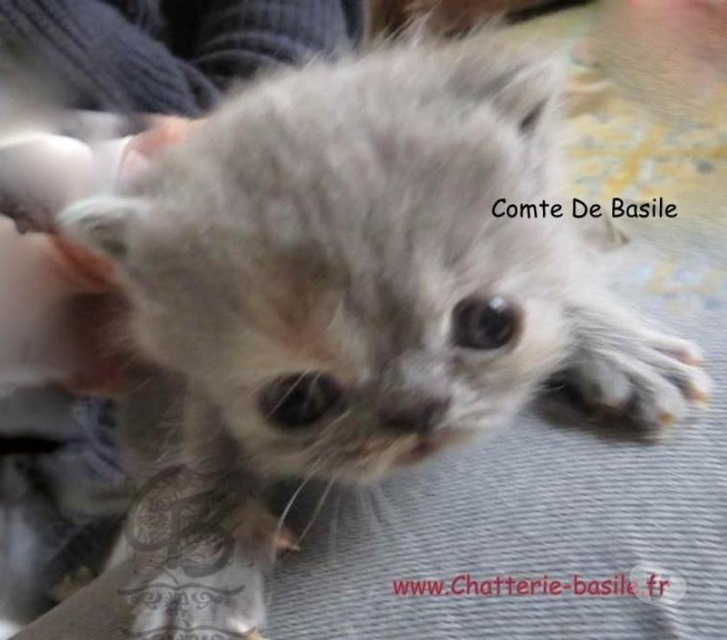 Vente Paris Paris 19ème ardt - 75019 - Photos Vivastreet Exotic shorthair
