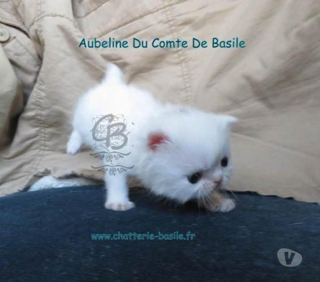 Vente Paris Paris 19ème ardt - 75019 - Photos Vivastreet Exotic shorthair