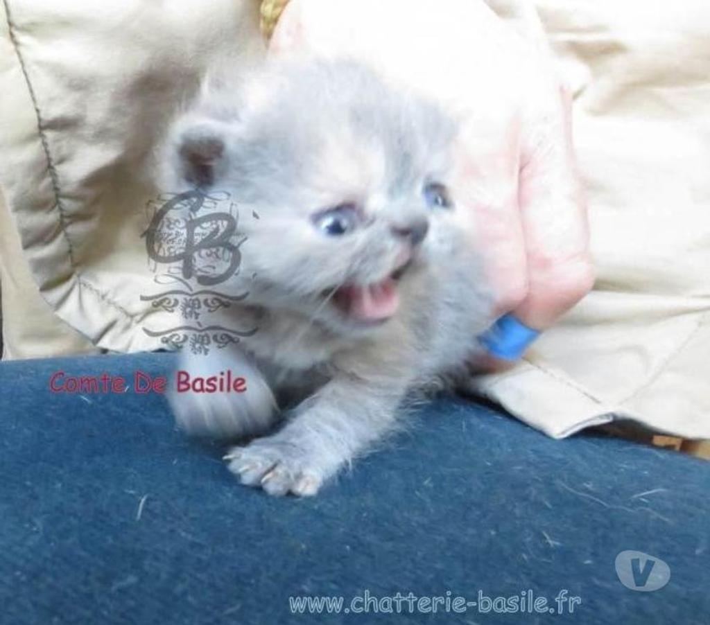 Vente Paris Paris 19ème ardt - 75019 - Photos Vivastreet Exotic shorthair