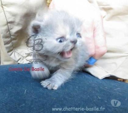 Vente animaux Paris 19ème ardt Paris - Photos Vivastreet Exotic shorthair