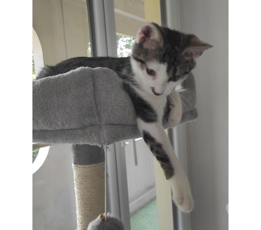 Don animaux Rhône Lyon - Photos Vivastreet VINCE, chatonne gourmande et énergique