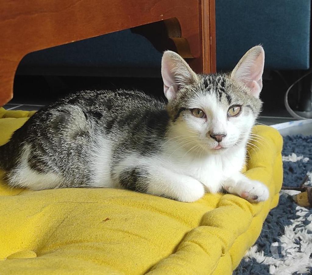 Don animaux Rhône Lyon - Photos Vivastreet VINCE, chatonne gourmande et énergique