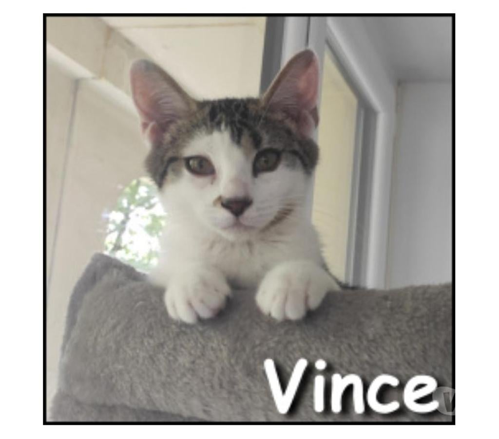Don animaux Rhône Lyon - Photos Vivastreet VINCE, chatonne gourmande et énergique