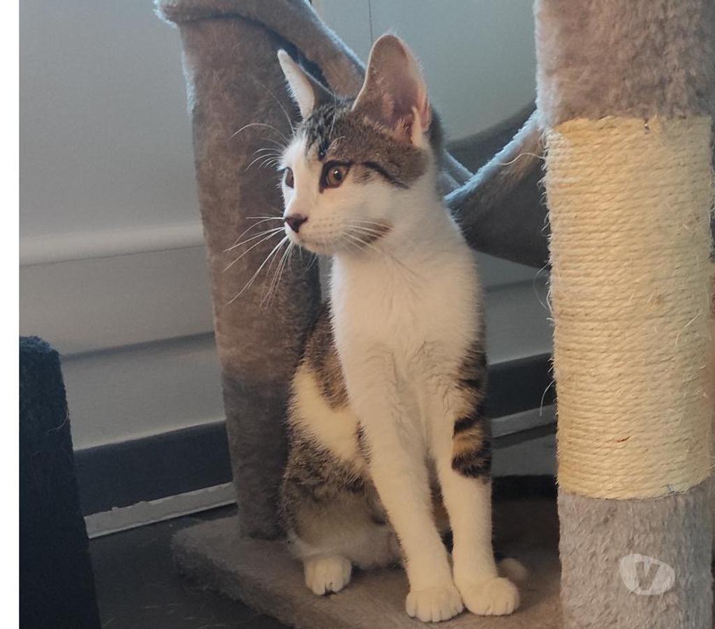 Don animaux Rhône Lyon - Photos Vivastreet VINCE, chatonne gourmande et énergique