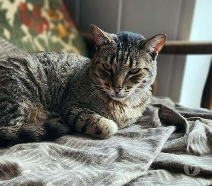 Vente animaux Geneston Loire-Atlantique - Photos Vivastreet TITEUF, adorable chat tigré à adopter