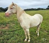 FALCO, magnifique poney crème aux yeux bleus à adopter