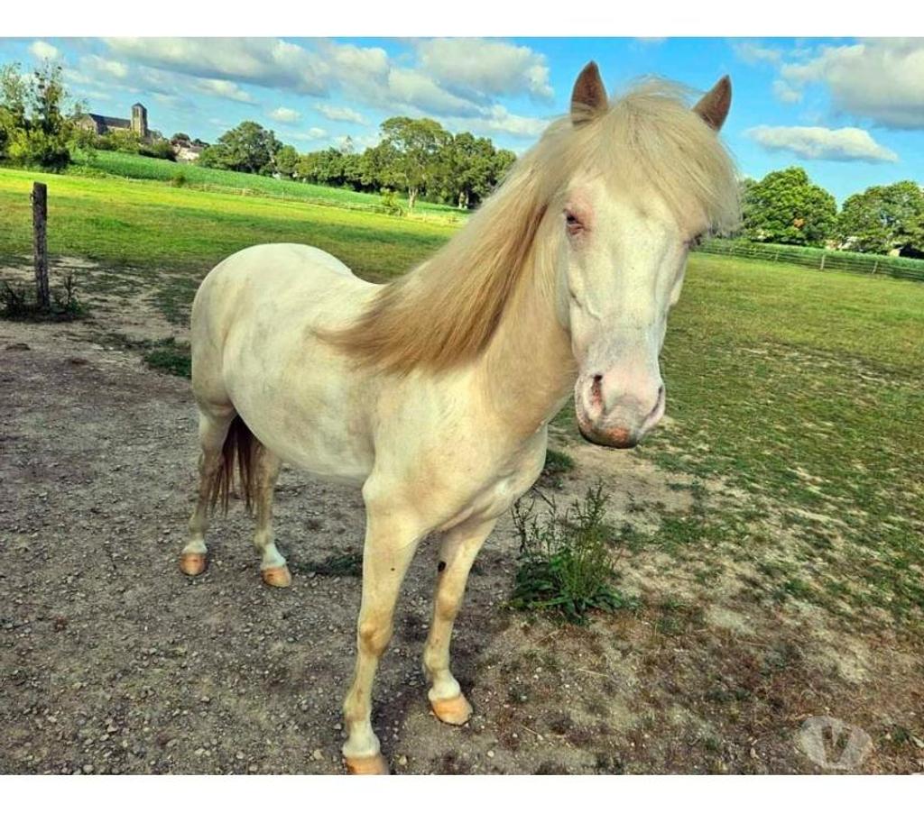 Vente Loire-Atlantique Joue sur Erdre - 44440 - Photos Vivastreet FALCO, magnifique poney crème aux yeux bleus à adopter