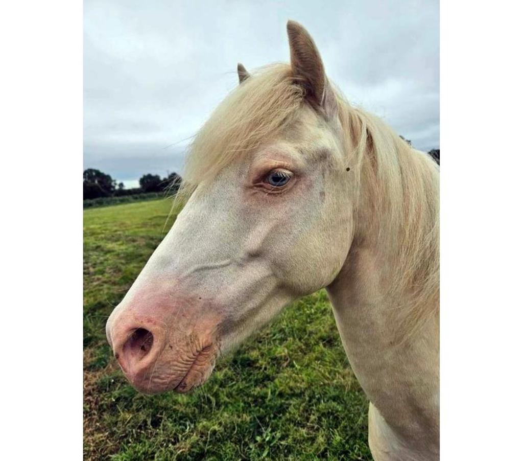 Vente Loire-Atlantique Joue sur Erdre - 44440 - Photos Vivastreet FALCO, magnifique poney crème aux yeux bleus à adopter