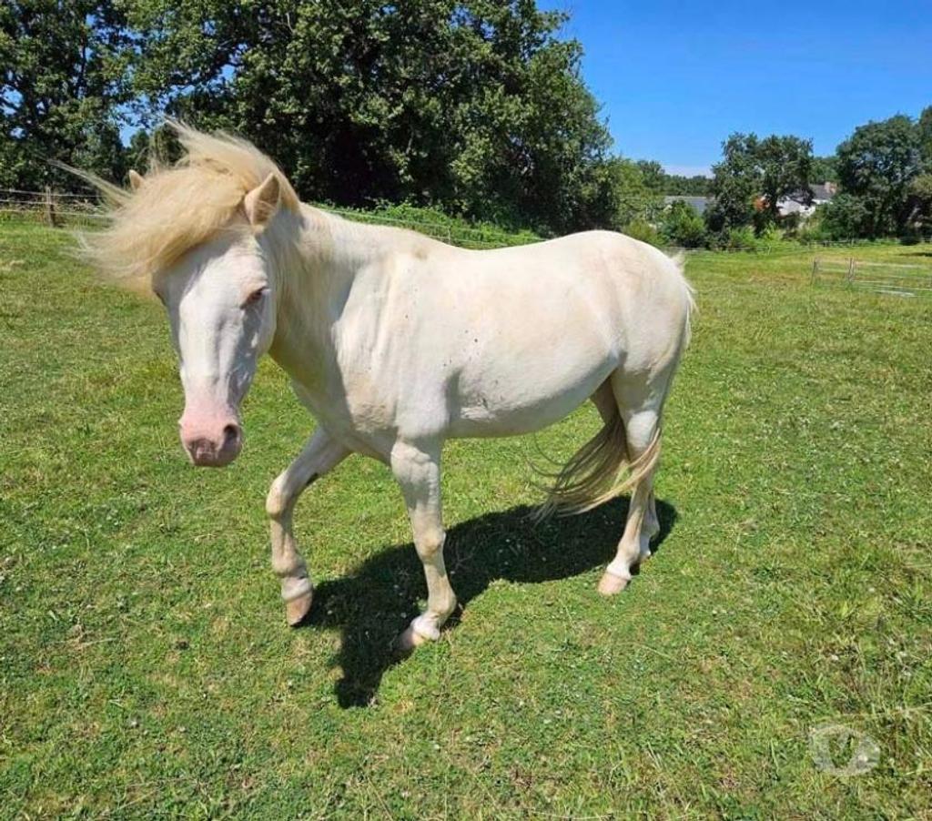 Vente Loire-Atlantique Joue sur Erdre - 44440 - Photos Vivastreet FALCO, magnifique poney crème aux yeux bleus à adopter