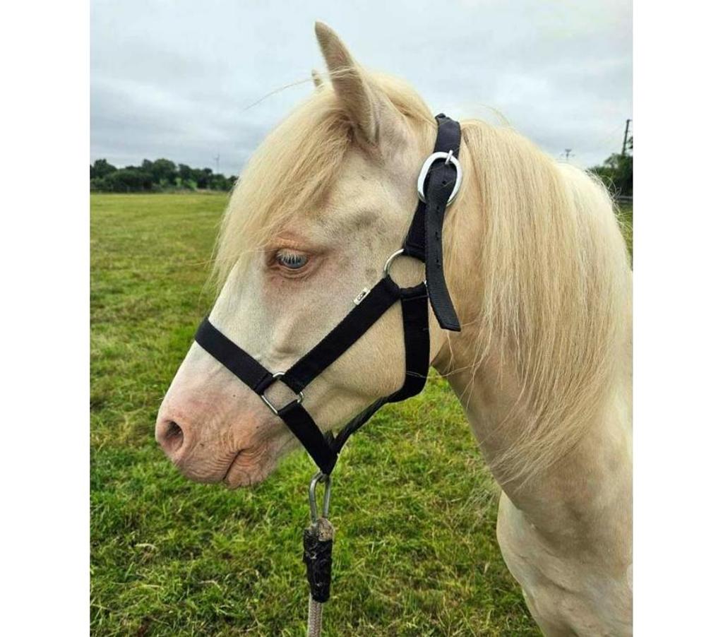 Vente Loire-Atlantique Joue sur Erdre - 44440 - Photos Vivastreet FALCO, magnifique poney crème aux yeux bleus à adopter