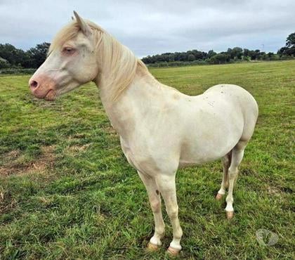 Vente animaux Joue sur Erdre Loire-Atlantique - Photos Vivastreet FALCO, magnifique poney crème aux yeux bleus à adopter