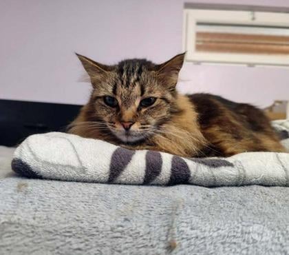 Vente animaux Geneston Loire-Atlantique - Photos Vivastreet SADIE, magnifique chatte tigrée à poils longs à adopter