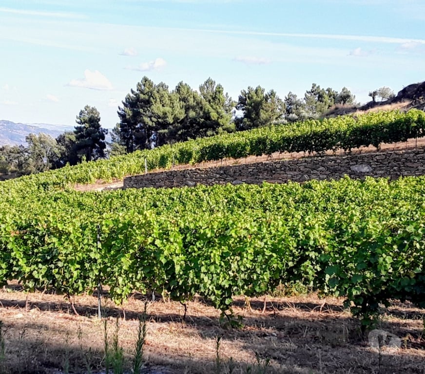 Vente Terres Agricoles Portugal - Photos Vivastreet VIGNOBLE DANS LE DOURO A CASTEDO ALIJÓ