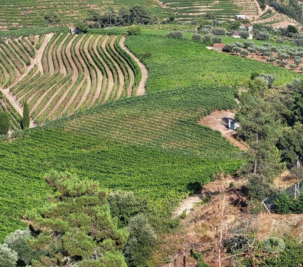 Vente Terres Agricoles Portugal - Photos Vivastreet VIGNOBLE DANS LE DOURO A CASTEDO ALIJÓ