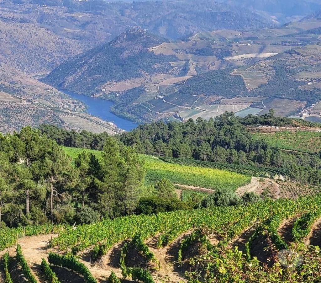 Vente Terres Agricoles Portugal - Photos Vivastreet VIGNOBLE DANS LE DOURO A CASTEDO ALIJÓ