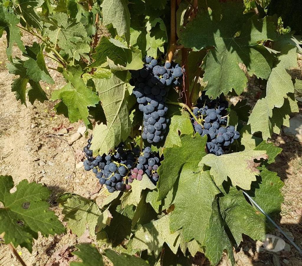Vente Terres Agricoles Portugal - Photos Vivastreet VIGNOBLE DANS LE DOURO A CASTEDO ALIJÓ