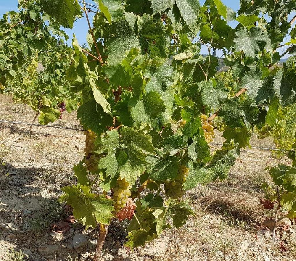 Vente Terres Agricoles Portugal - Photos Vivastreet VIGNOBLE DANS LE DOURO A CASTEDO ALIJÓ
