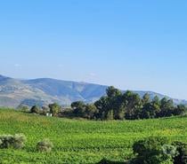 VIGNOBLE DANS LE DOURO