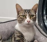 Rhéa à l adoption