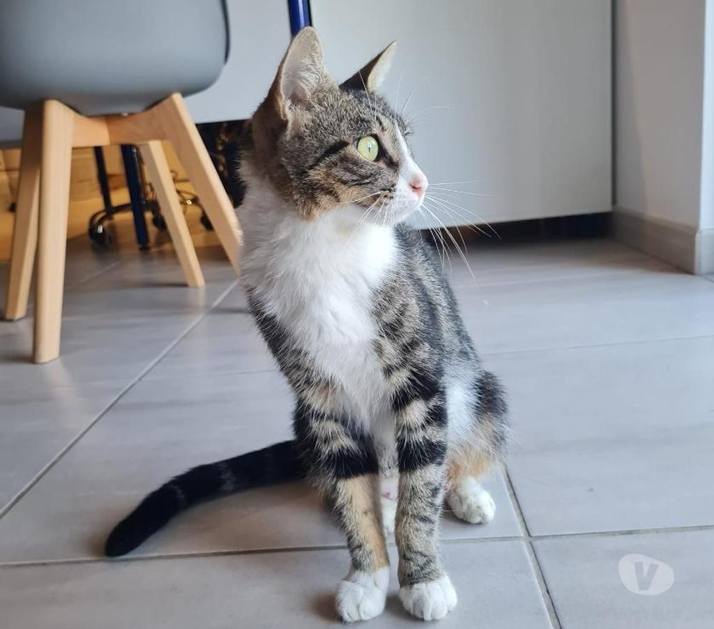 Don animaux Drôme Chateauneuf sur Isere - 26300 - Photos Vivastreet Rhéa à l adoption