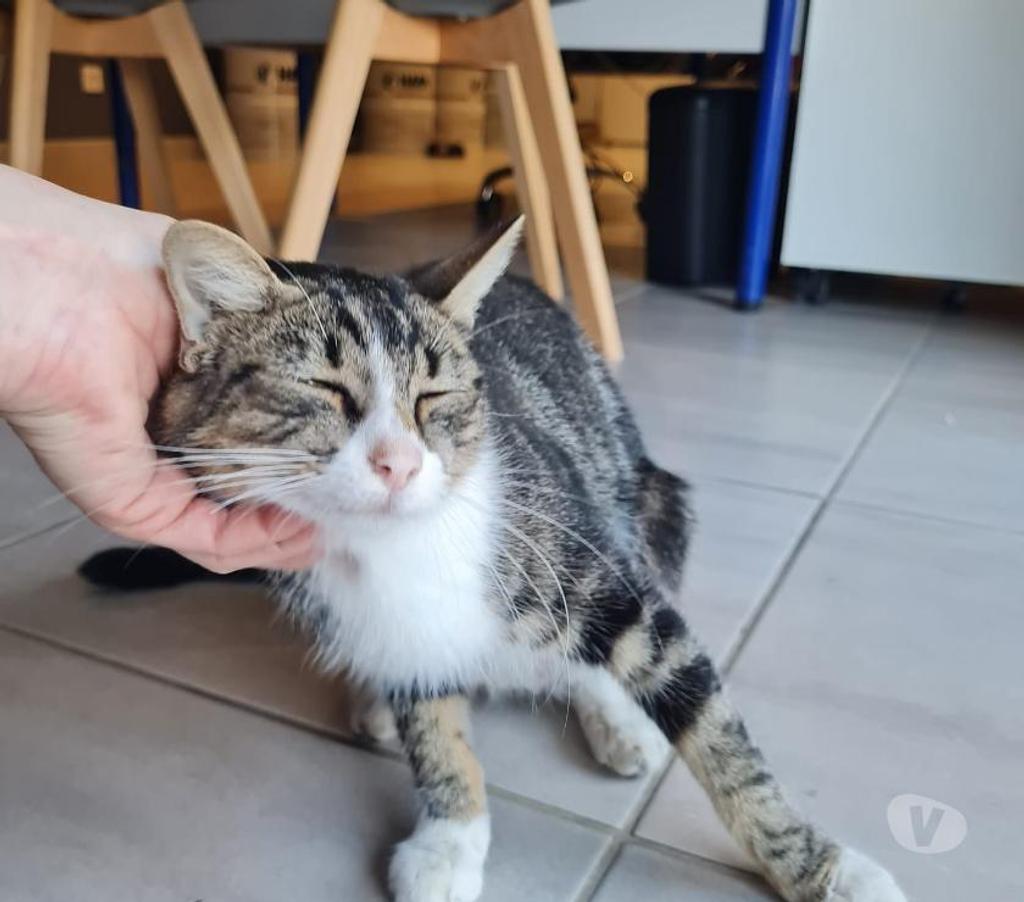 Don animaux Drôme Chateauneuf sur Isere - 26300 - Photos Vivastreet Rhéa à l adoption