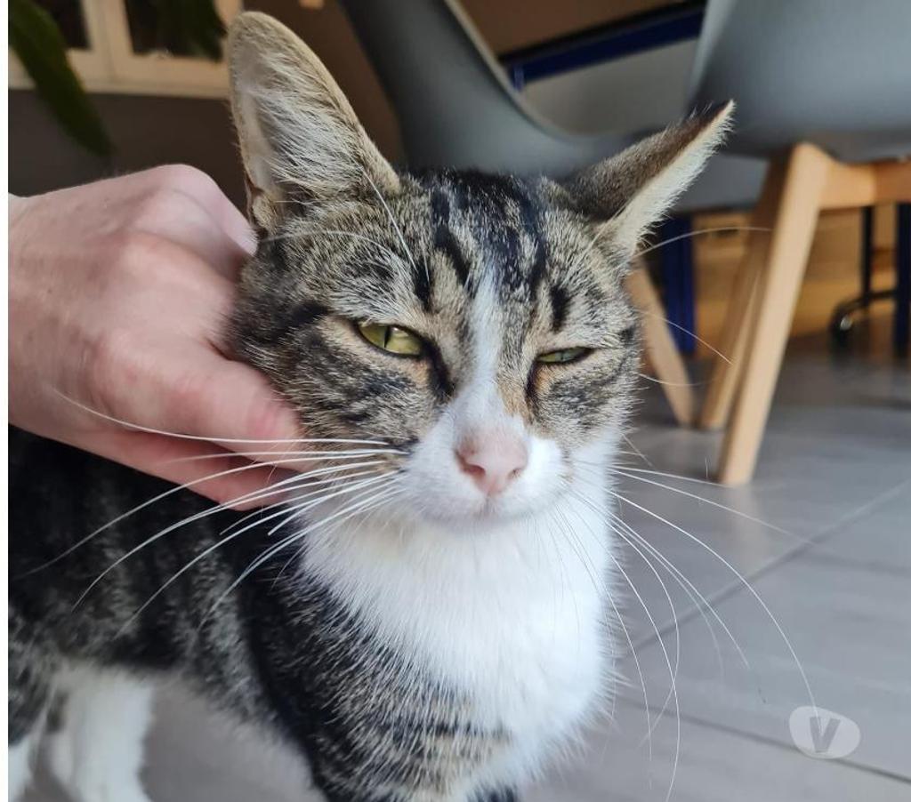 Don animaux Drôme Chateauneuf sur Isere - 26300 - Photos Vivastreet Rhéa à l adoption