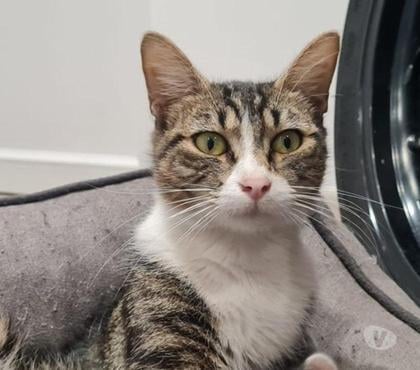 Adoption animaux Chateauneuf sur Isere Drôme - Photos Vivastreet Rhéa à l adoption