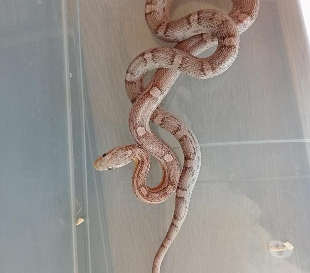 Vente Dordogne St Felix Reillac Mortemart - 24260 - Photos Vivastreet batterie terrarium et serpents