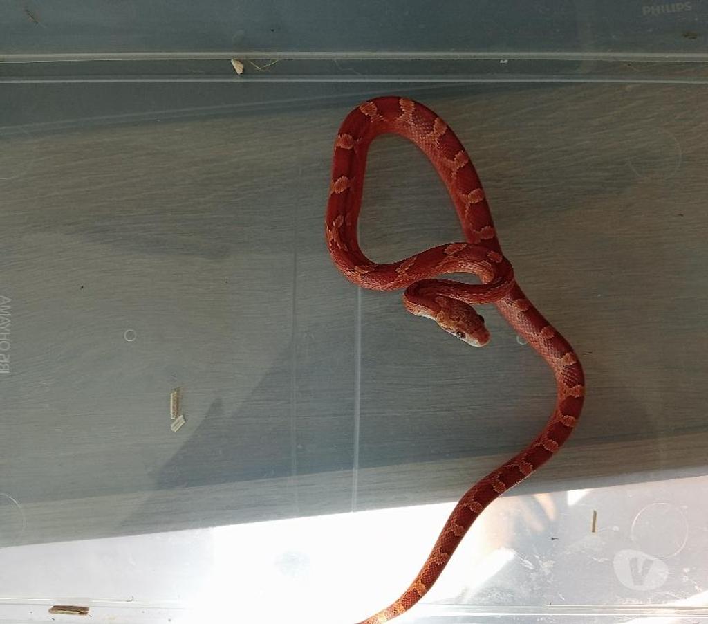 Vente Dordogne St Felix Reillac Mortemart - 24260 - Photos Vivastreet batterie terrarium et serpents