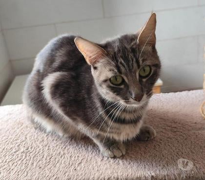 Don animaux Laudun l'Ardoise Gard - Photos Vivastreet chat PALOME à l’adoption,
