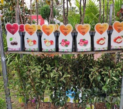 Bricolage - Jardinage St Yrieix sur Charente Charente - Photos Vivastreet fruitiers en pot au jardin du lavoir :a partir de 12.50 euro