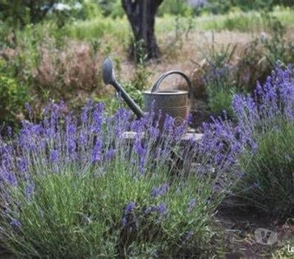 Bricolage - Jardin - Outillage St Yrieix sur Charente Charente - Photos Vivastreet lavandes au jardin du lavoir : a partir de 1 euro le pot de