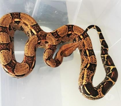 Vente animaux St Sandoux Puy-de-Dôme - Photos Vivastreet Vend boas constrictor imperator