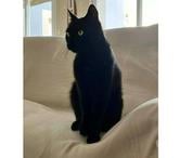 BAMBOU, magnifique chat noir à adopter
