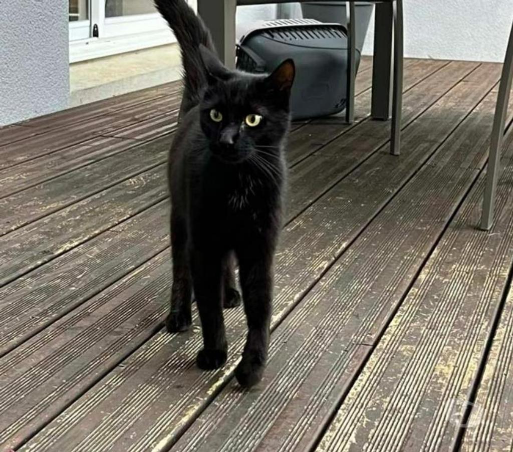 Vente Cher Levet - 18340 - Photos Vivastreet BAMBOU, magnifique chat noir à adopter