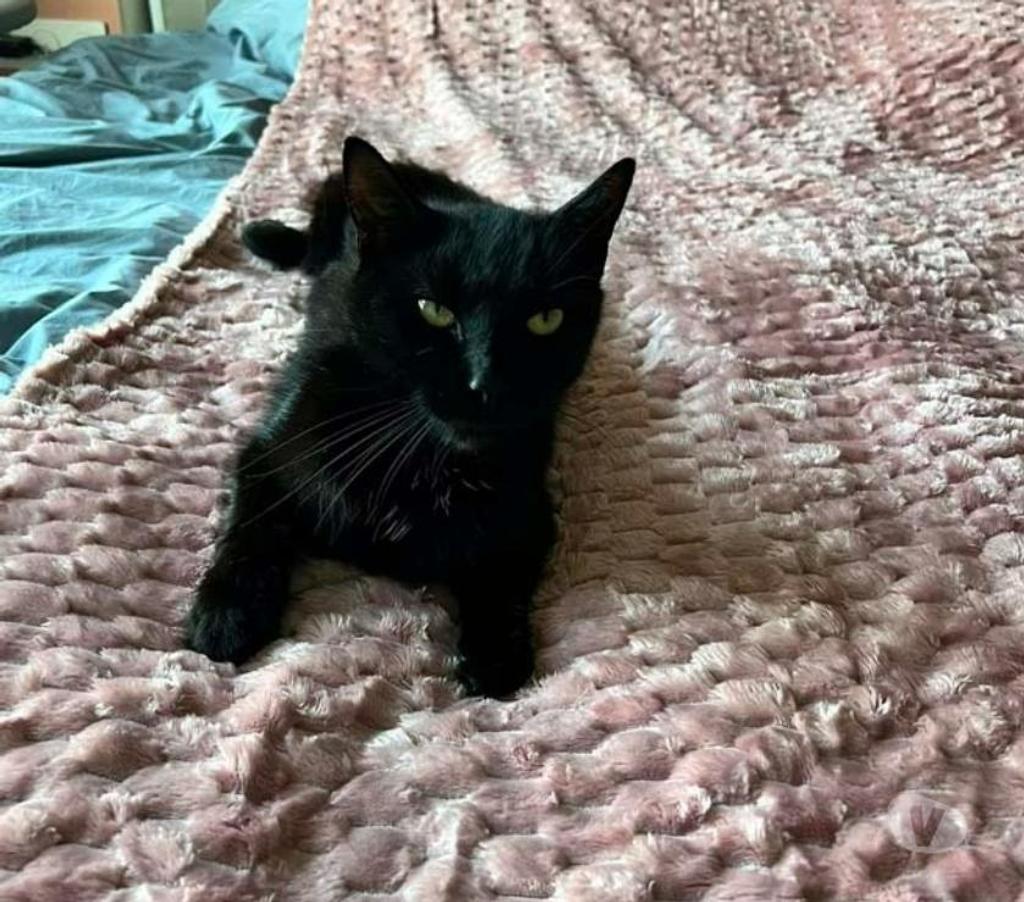 Vente Cher Levet - 18340 - Photos Vivastreet BAMBOU, magnifique chat noir à adopter