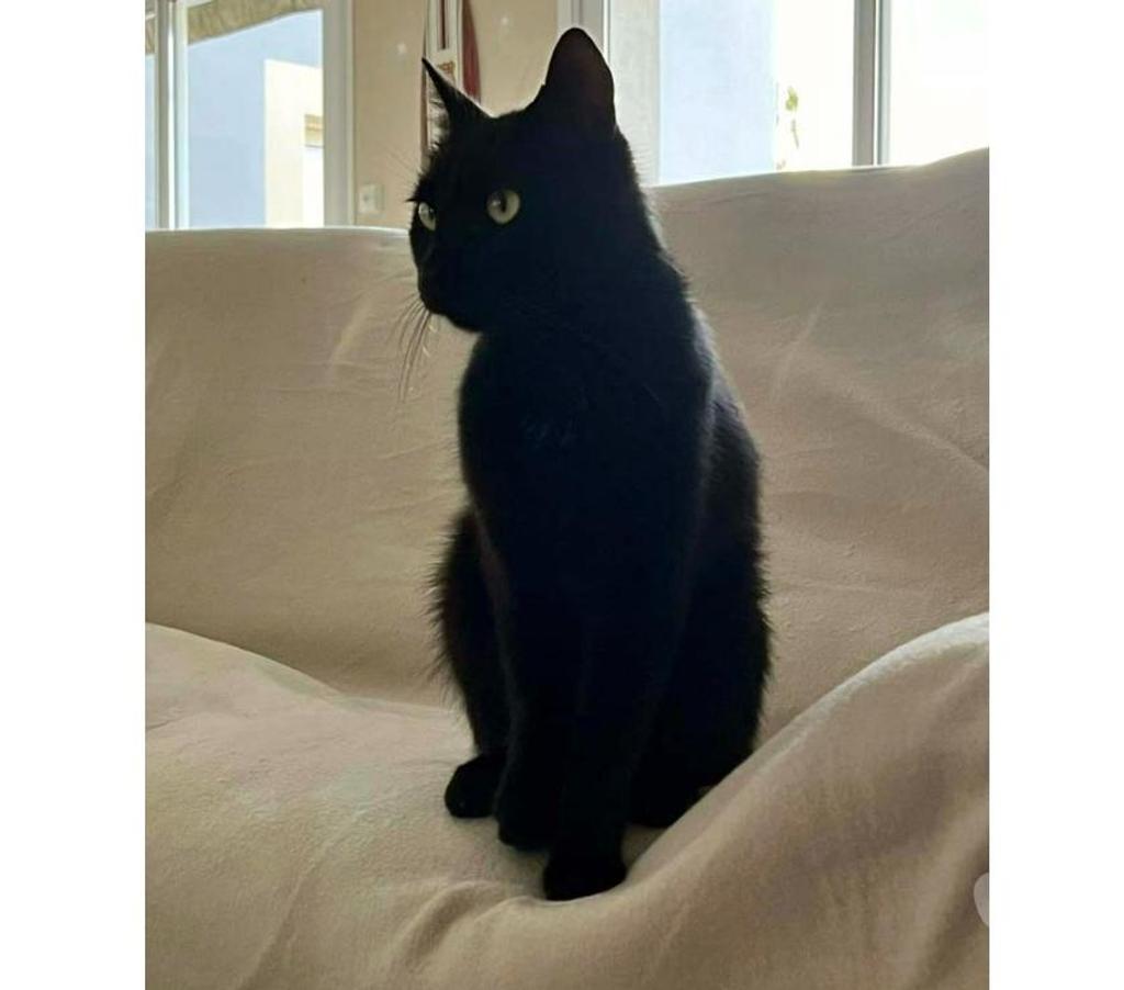 Vente Cher Levet - 18340 - Photos Vivastreet BAMBOU, magnifique chat noir à adopter
