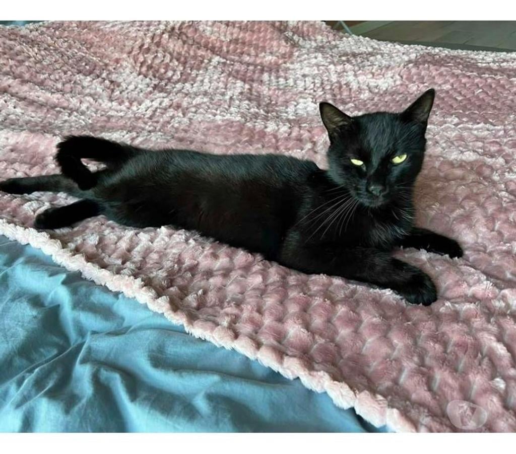 Vente Cher Levet - 18340 - Photos Vivastreet BAMBOU, magnifique chat noir à adopter