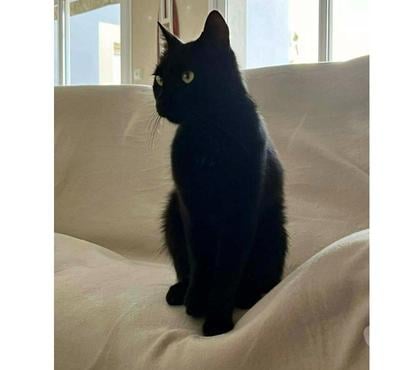 Vente animaux Levet Cher - Photos Vivastreet BAMBOU, magnifique chat noir à adopter