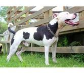 GOLO, magnifique croisé American Staffordshire déclassé