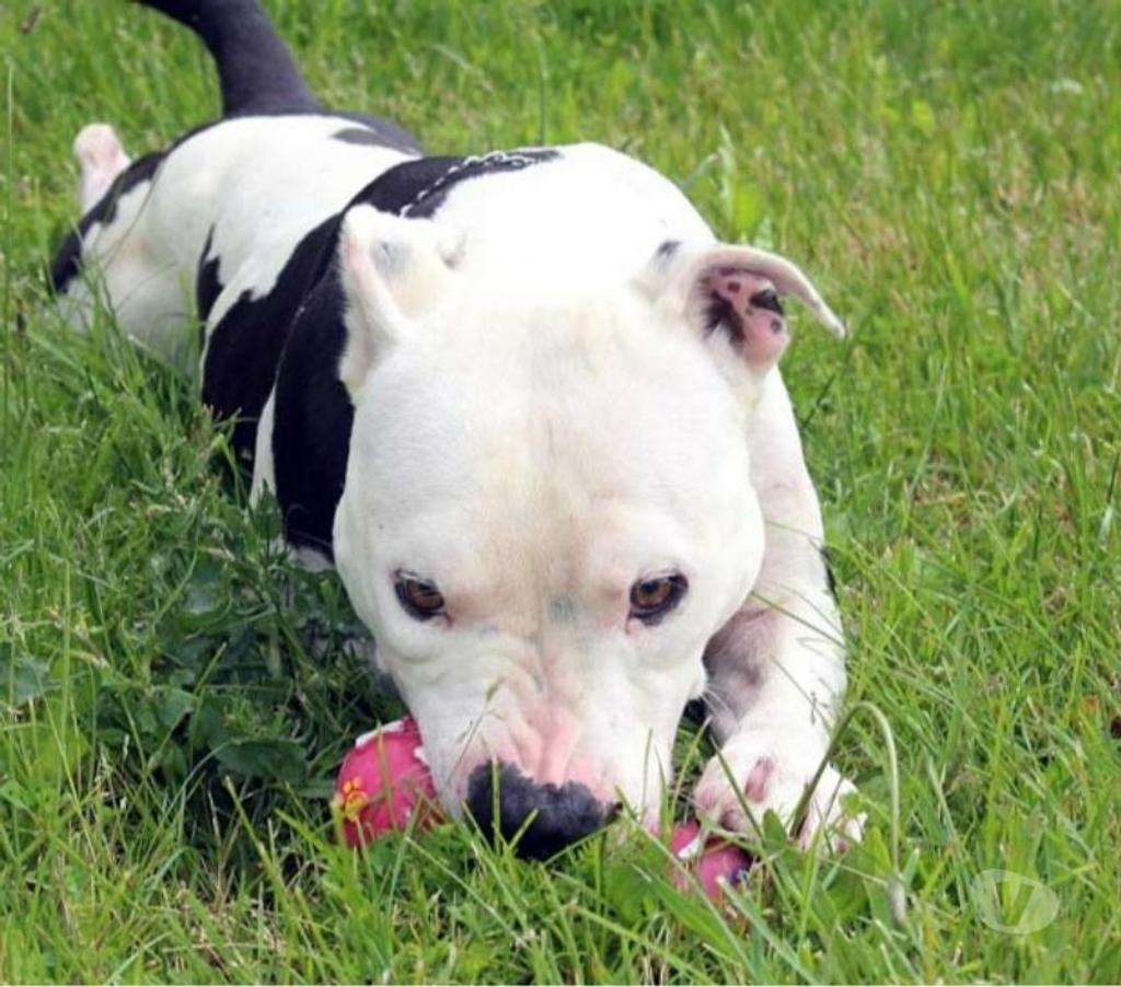 Vente Cher Bessais le Fromental - 18210 - Photos Vivastreet GOLO, magnifique croisé American Staffordshire déclassé